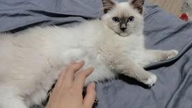 下猫视频在线观看,在线观看萌态百出的猫视频